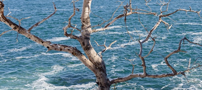 Not quite Coast Walk 6 (Feb. 3, 2015)