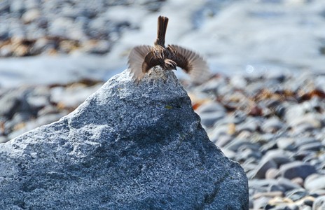 Coast Walk 7: Schooner Head