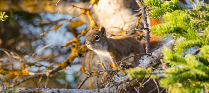 Coast Walk 9: Sand Beach to Otter Cliffs
