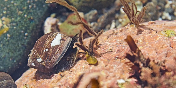 Coast Walk 10: East Side of Otter Cove, part 1