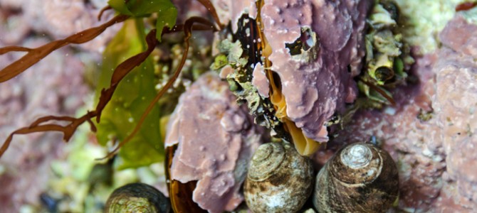 Coast Walk 11: Part 2 – the West Side of Otter Cove