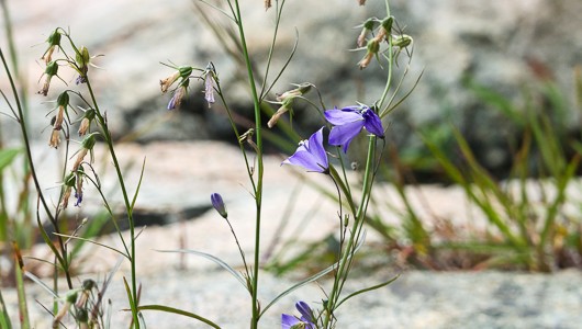 Coast Walk 13: Hunters Beach to East Point, Seal Harbor; Part 2