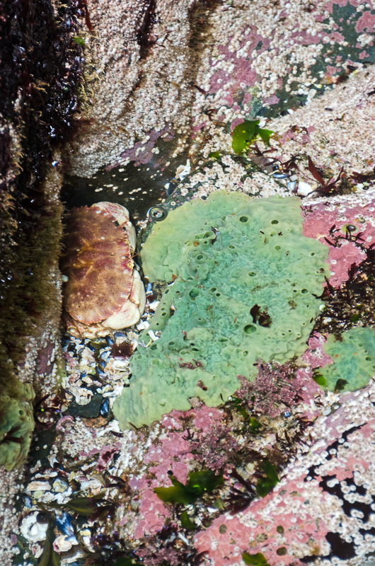  Breadcrumb Sponge, Halichondria panicea, Rock crab, Cancer irroratus