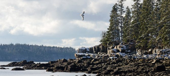 Coast Walk 16: Bracy Cove