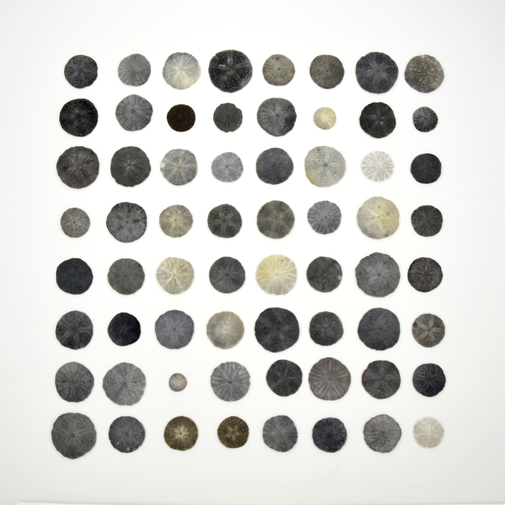 A Good Day for Echinoderms…