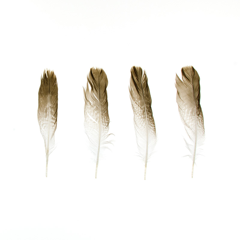 Back Beach, Bernard, Maine, July 16, 2011