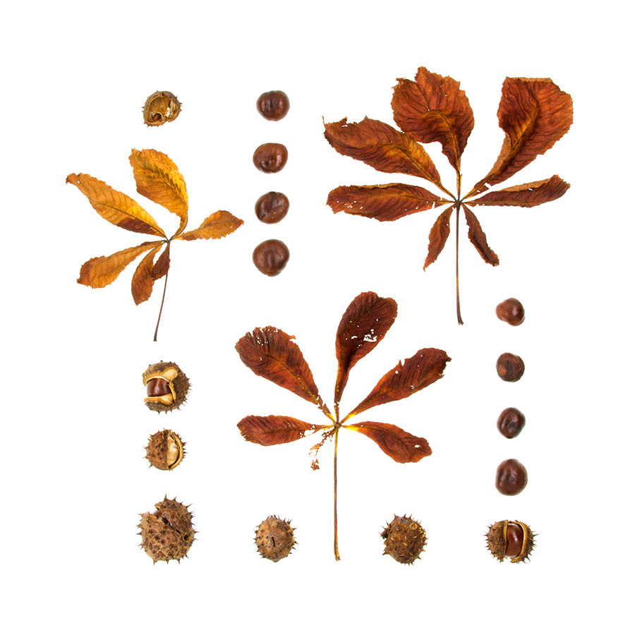 The Woodland series No.3