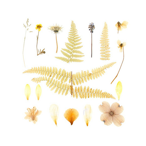 Pressed Flowers
