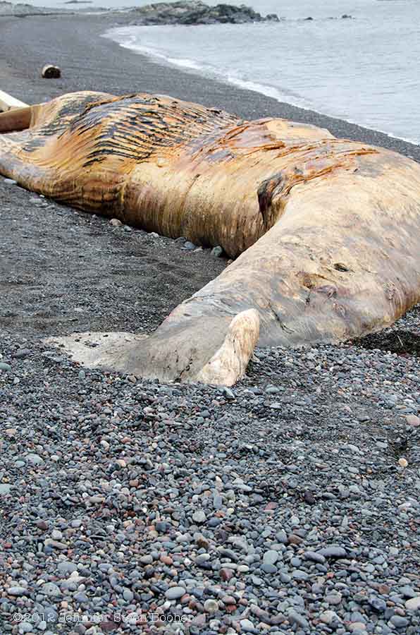 Dead Northern Right Whale Raccoon Beach, Campobello, New Brunswick