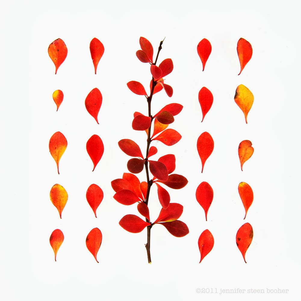 Apparently Fall Foliage Season starts today