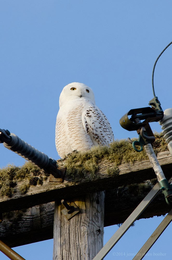 Snowy Owls at the Bar Harbor Airport