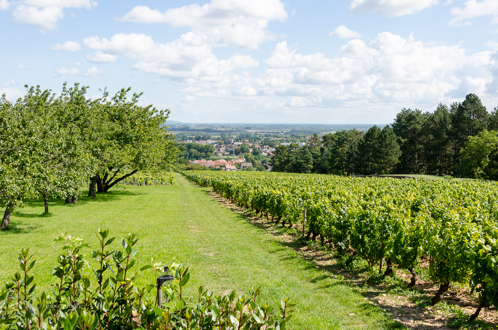 Domaine de la Folie, vineyard, Burgundy, Bourgogne