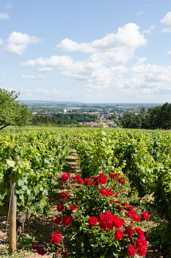 Domaine de la Folie, vineyard, Burgundy, Bourgogne