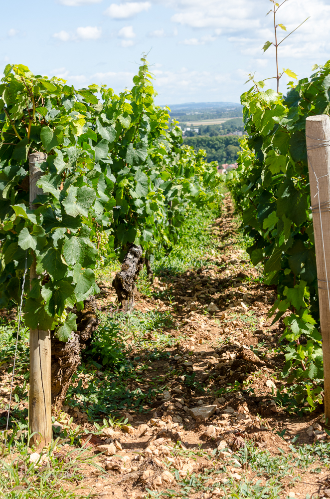 Domaine de la Folie, vineyard, Burgundy, Bourgogne