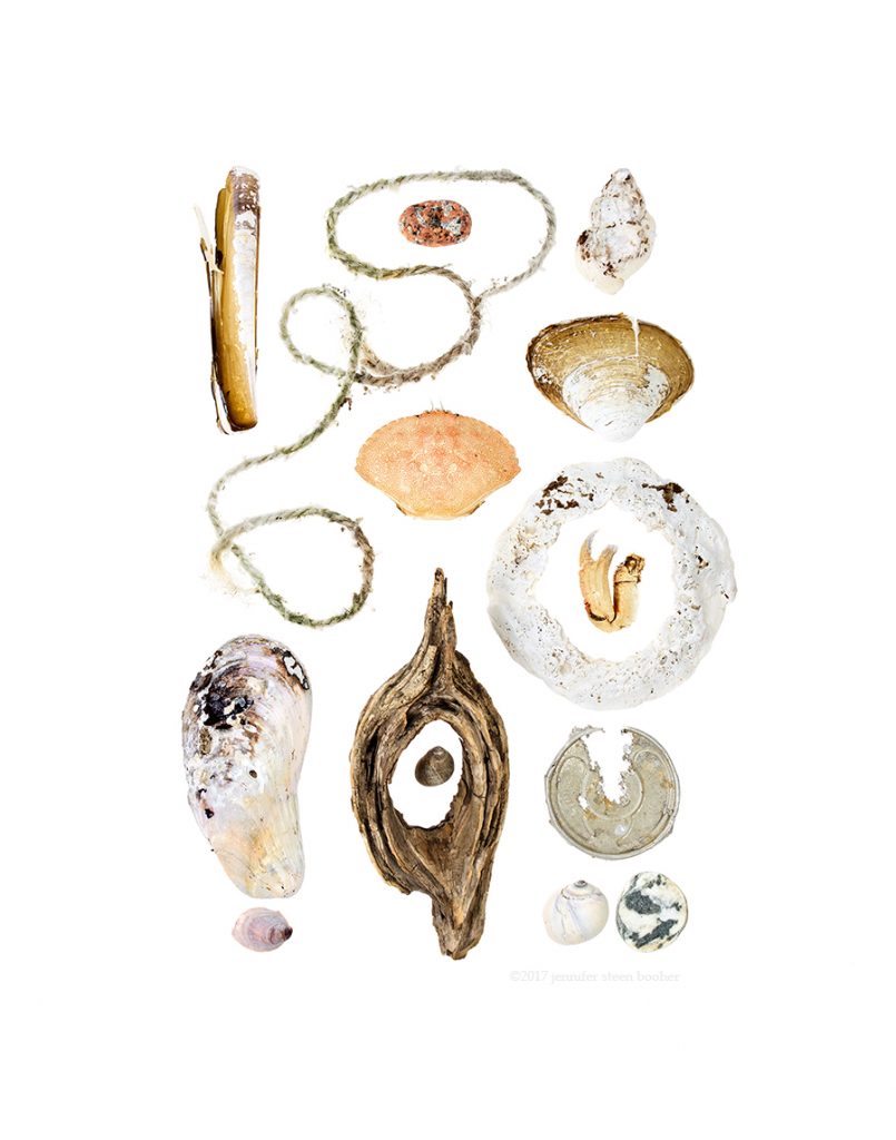 Coast Walk, Razor Clam (Ensis directus), lobster trap rope, Horse Mussel (Modiolus modiolus), Common Slipper Shell (Crepidula fornicata), pink granite beach stone, Rock Crab (Cancer irroratus), driftwood, Common Periwinkle (Littorina littorea), Waved Whelk (Buccinum undatum), Quahog (Mercenaria mercenaria), crab claw, aluminum can top, Moon Snail (Lunatia heros), beach stone